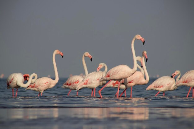 Foto gruppenvögel von rosa afrikanischen flamingos laufen an einem sonnigen tag um die blaue lagune herum