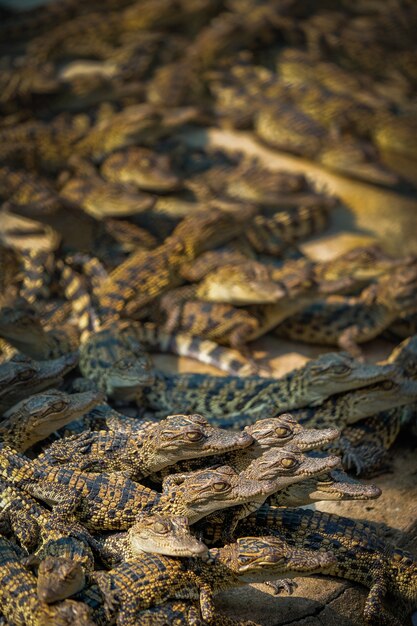 Gruppieren Sie Baby des Krokodils der wild lebenden Tiere mit Abschluss herauf Moment medan Thailand