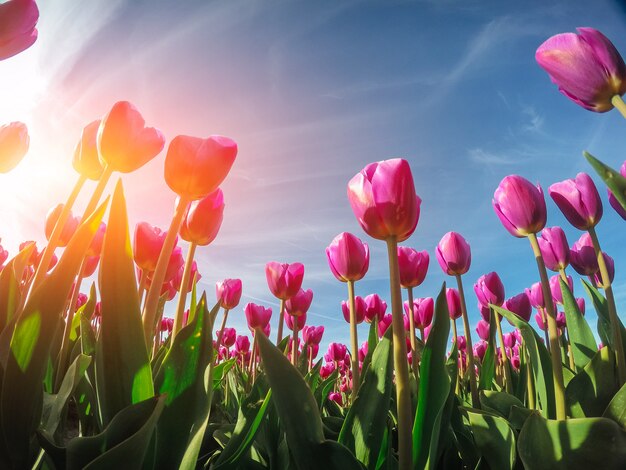 Gruppieren Sie lila Tulpen gegen den Himmel. Frühlingslandschaft.