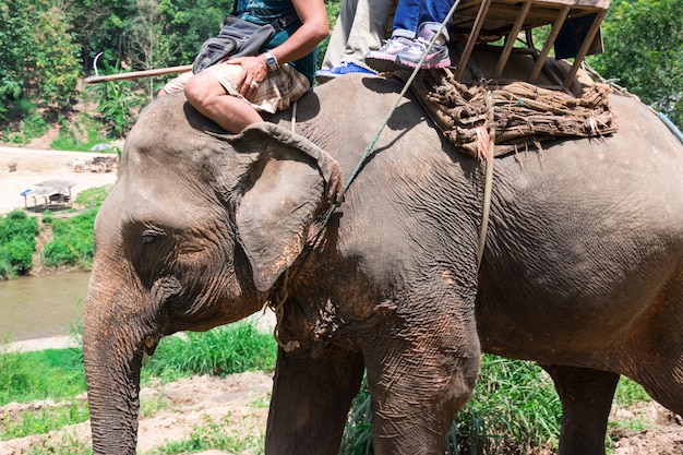 Gruppieren Sie Touristen, um auf einen Elefanten im Wald Chiang Mai, Thailand zu reiten