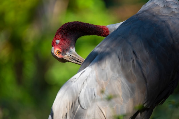 Grus antigone, guindaste sarus oriental, antígona antígona sharpii