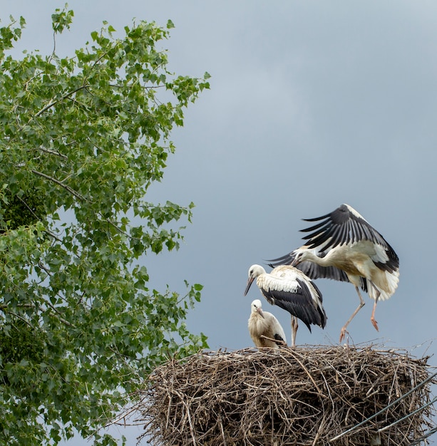 Grus Drei junge Vögel im Nest lernen fliegen