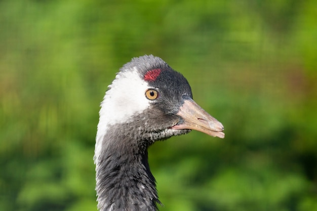 Grus grus sobre fondo de hierba