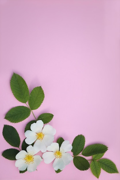 Grußkarte mit leuchtend rosafarbenem Hintergrund, Blüten, Blättern und Kopierraum