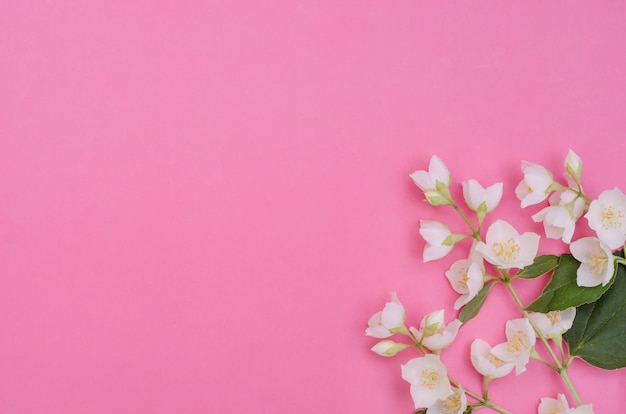 Grußkartenhintergrund, zarte Jasminblumen auf einem rosa Hintergrund mit Kopienraum mit selektivem Fokus