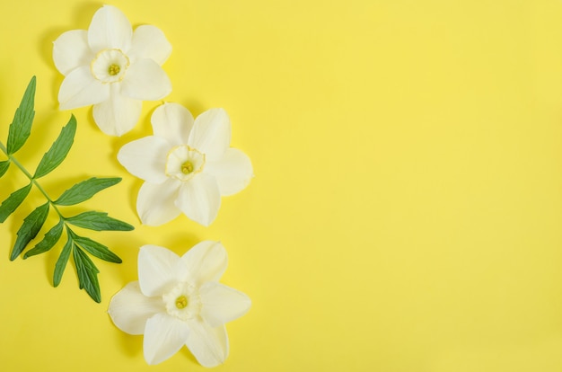 Grußkartenhintergrund, zarte Narzissenblumen auf gelbem Hintergrund mit Kopienraum