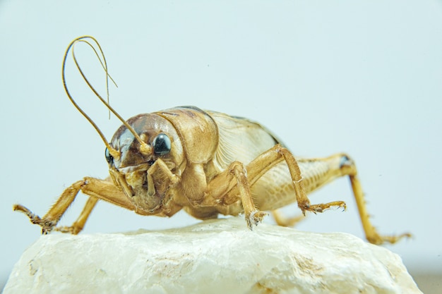 Foto gryllidae- oder kricketnahaufnahme