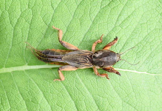 Gryllotalpa gryllotalpa Sobre un trozo de hierba Plaga de plantaciones de jardín