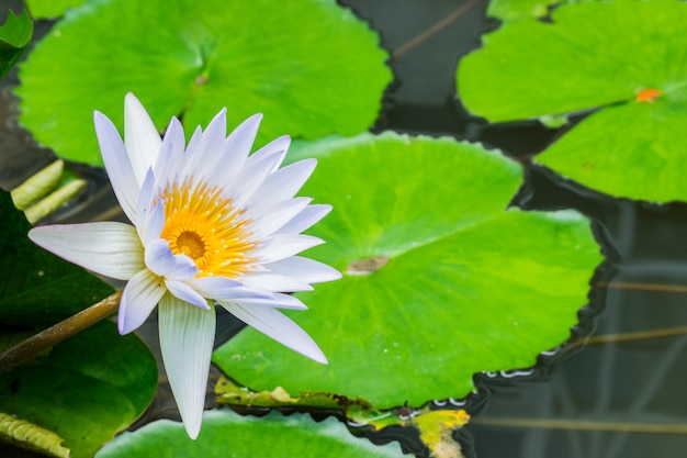 Água branca lilly na lagoa