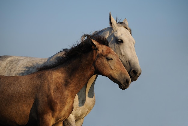 Égua com um potro abraçando contra o céu Dois cavalos