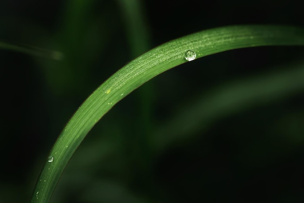 Água da chuva em macro de folha verdeBelas gotas e textura de folha na natureza