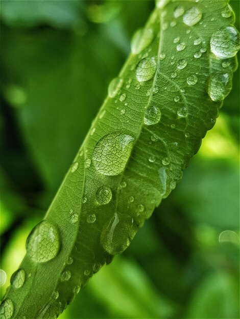 Água da chuva em uma macro de folha verde