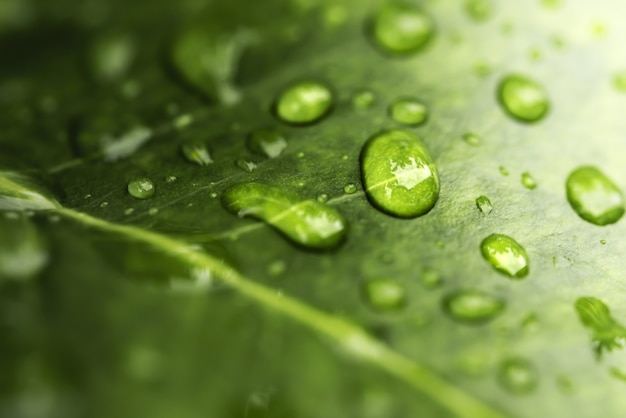 Água da chuva na macro folha verde. Gotas bonitas e textura da folha na natureza. Fundo natural na estação das chuvas.