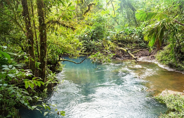 Água de belo riacho fluindo para baixo na floresta tropical. Costa Rica, América Central