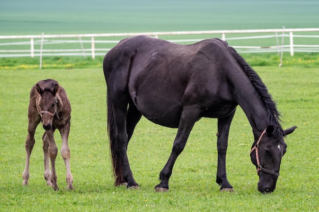 Égua de cavalo preto com potro no pasto