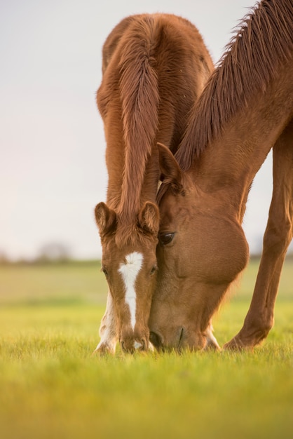 Égua de cavalo puro-sangue inglês com potro pastando ao pôr do sol