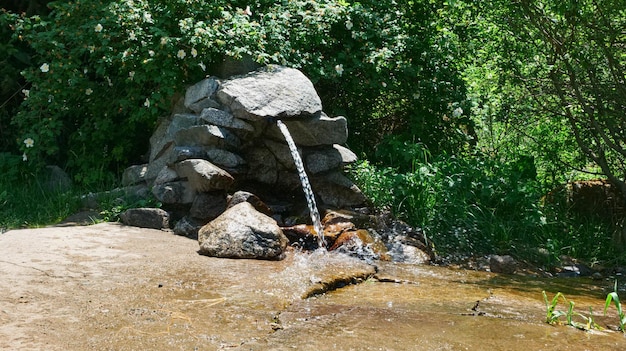 Água de nascente fluindo em uma floresta de montanha