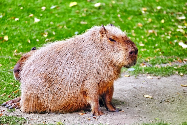 Água de porco bonito (capivara) em seu habitat natural do lado de fora.