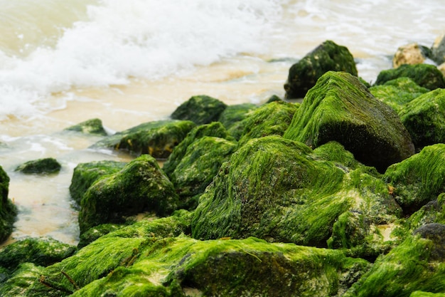 Água de rochas musgosas de praia Uma pilha de pedras cobertas de algas à beira-mar é lavada pelas ondas