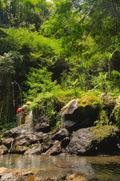 Água limpa. Bela paisagem de natureza selvagem, rio raso correndo sobre pedras nas selvas