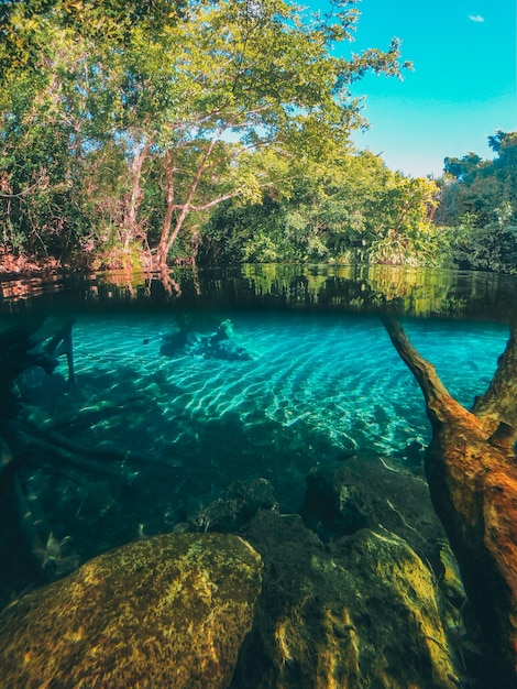 Água natural no meio da floresta