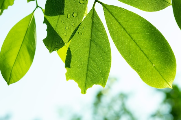 Água no fundo da licença, natureza da folha verde