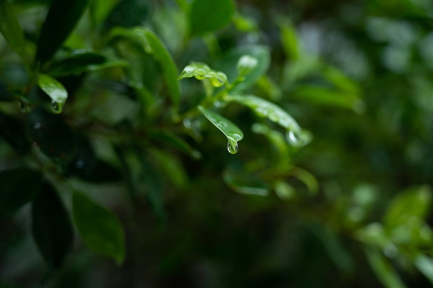 Água no fundo da licença Natureza da folha verde