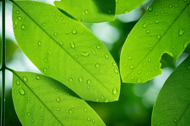 Água no fundo da licença Natureza da folha verde