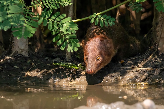 Água potável asiática pequena do mangusto em uma lagoa