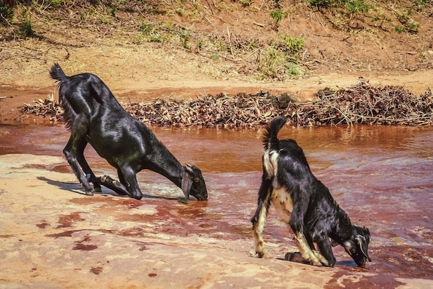 Água potável de cabras