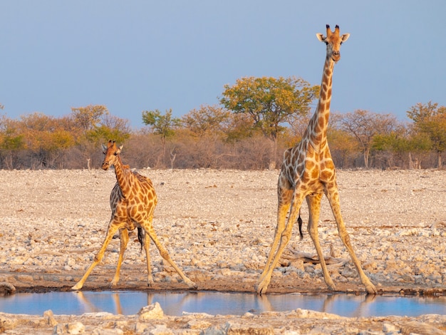 Água potável de girafas ao pôr do sol no parque nacional de Etosha, na Namíbia.