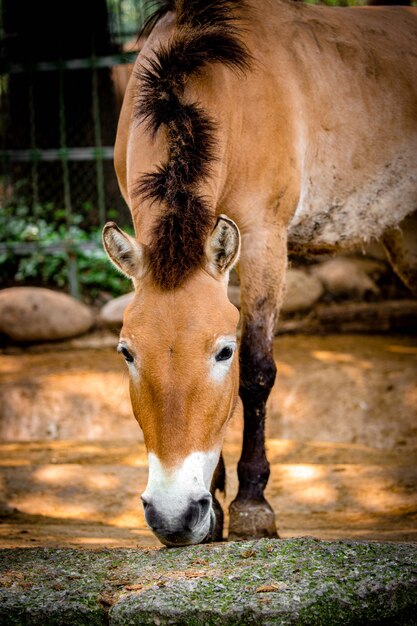 Água potável de Mustang