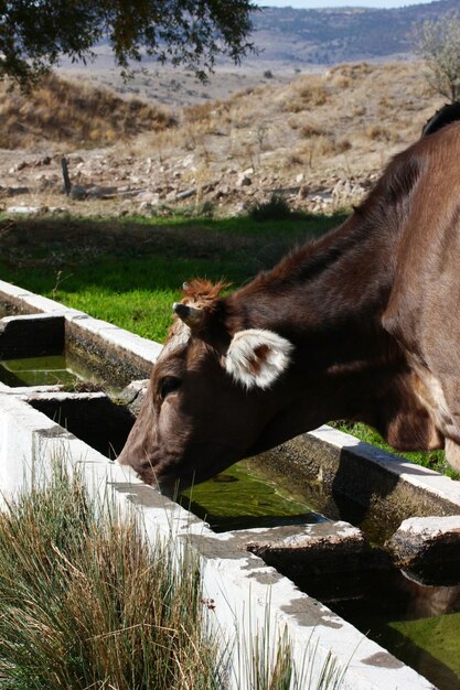 Água potável de vaca Cena rural Agricultura