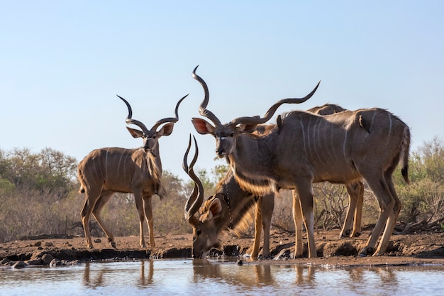 Água potável masculina de Kudu Bulls