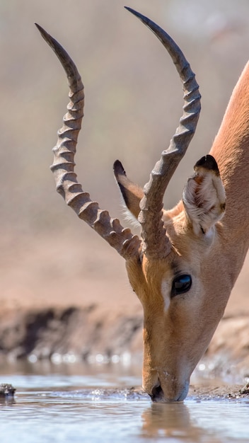 Água potável masculina Impala