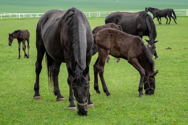 Égua preta do cavalo kladrubian com potro