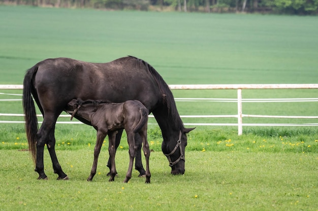 Égua preta do cavalo kladrubian com potro