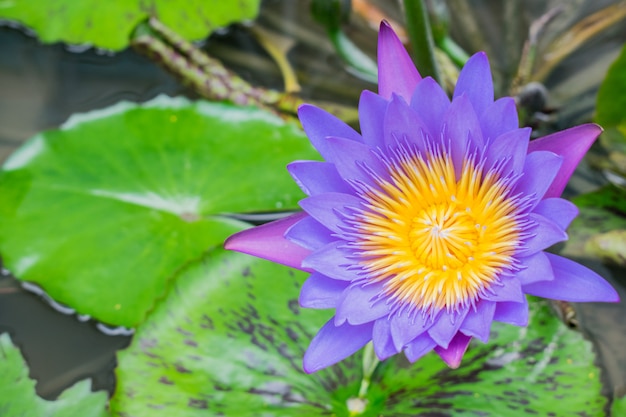 Água roxa lilly na lagoa.