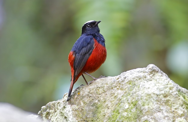 Água tampada branca Redstart Riverchat Chaimarrornis leucocephalus