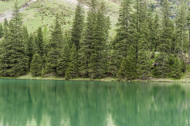 Água verde e árvores