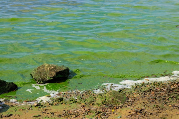 Água verde florescendo Algas verdes rio poluídas