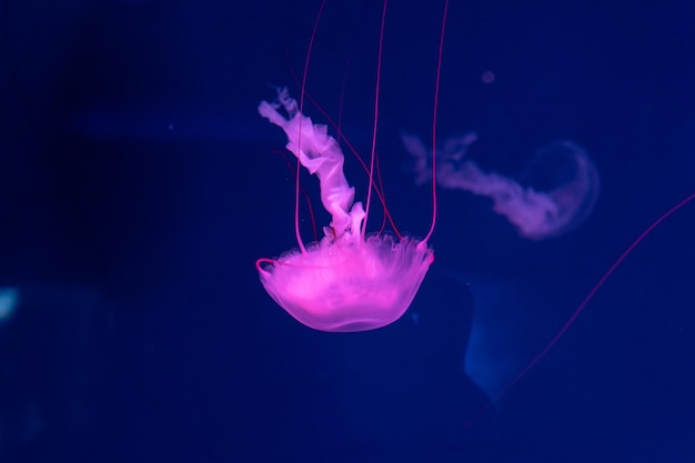 Água-viva do mar e do oceano nadam na água closeup Iluminação e bioluminescência em cores diferentes no escuro Água-viva exótica e rara no aquário