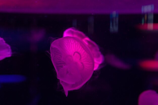 Água-viva do mar e do oceano nadam na água closeup Iluminação e bioluminescência em cores diferentes no escuro Água-viva exótica e rara no aquário