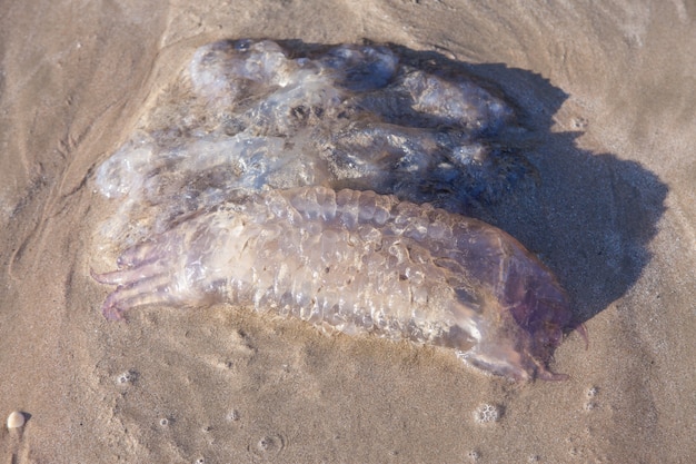 Água-viva morta na praia, Água-viva senta-se na praia.