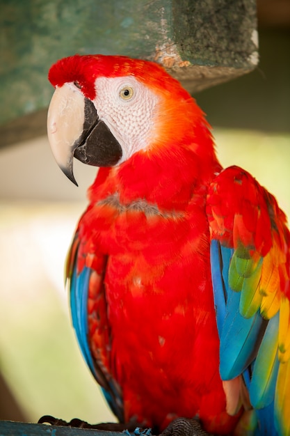 Guacamaya Roja en Amazon