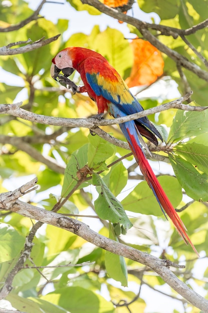 Guacamaya Roja sentada en una rama