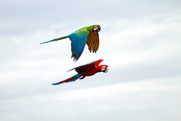 Guacamaya Roja volando en el cielo