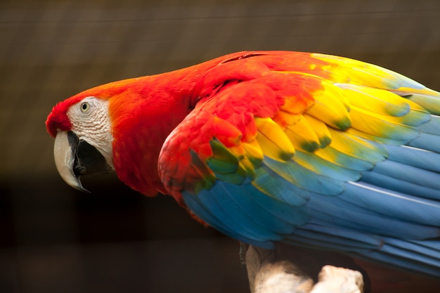 Foto guacamaya roja