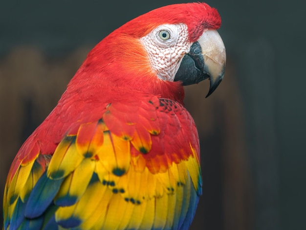 Guacamayas