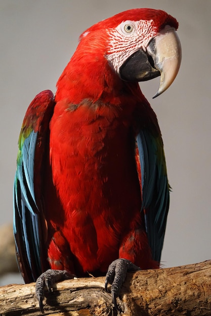 Guacamayas